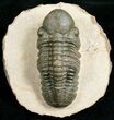 Prone Reedops Trilobite #4929-4